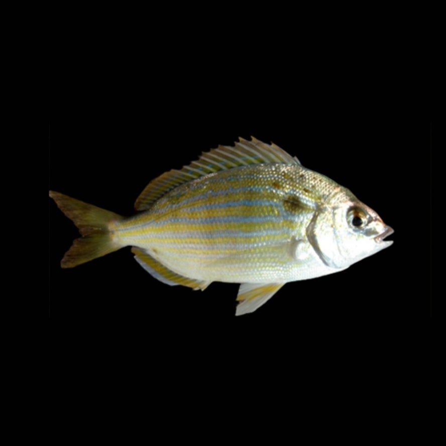 Piniahon Fish Florida Pinfish (Lagodon rhomboides) | VA Coral Cabin