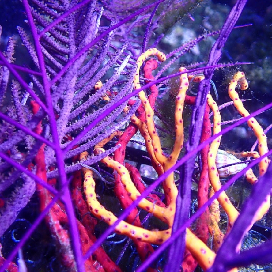 Mixed Gorgonian Pack Of 6 | Christina's Coral Cabin